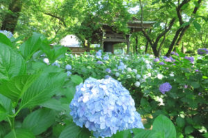 川崎市「妙楽寺」アジサイの花風景