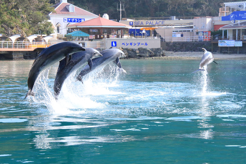 下田市「下田海中水族館」イルカの一斉ジャンプ