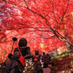 四季の風景「神奈川県大山寺」紅葉に染まる石仏