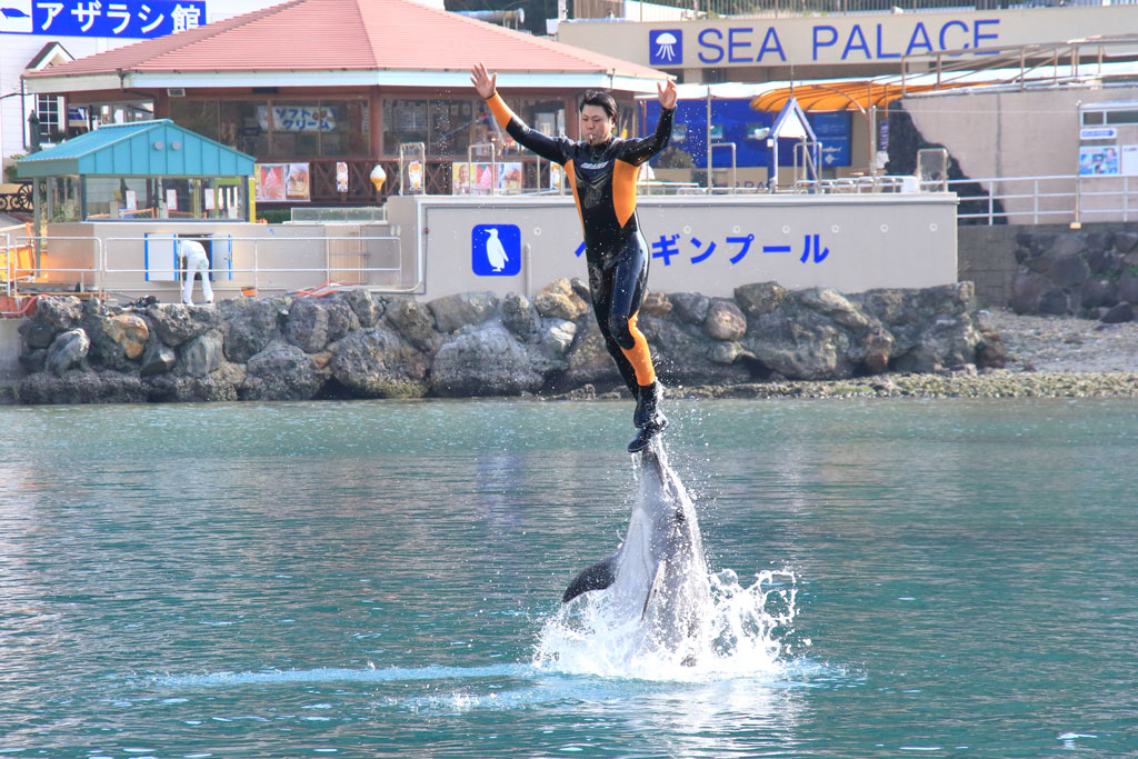 下田市「下田海中水族館」イルカのショー