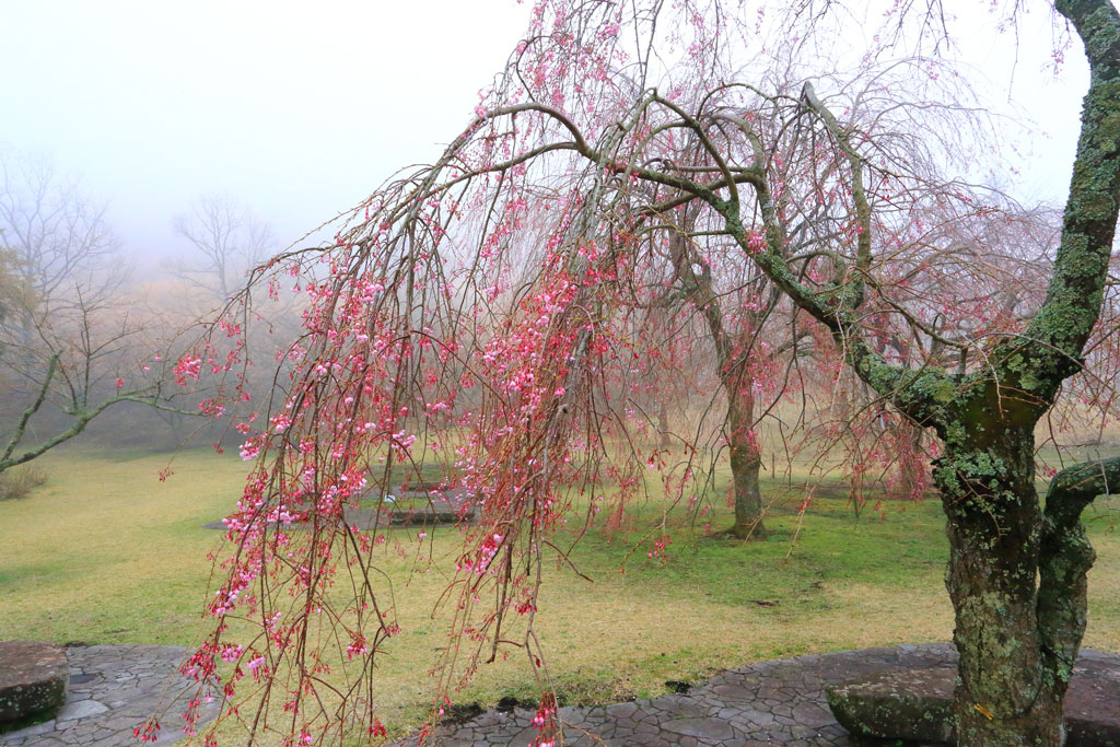伊東市大室山「桜の里」霧の枝垂れ桜