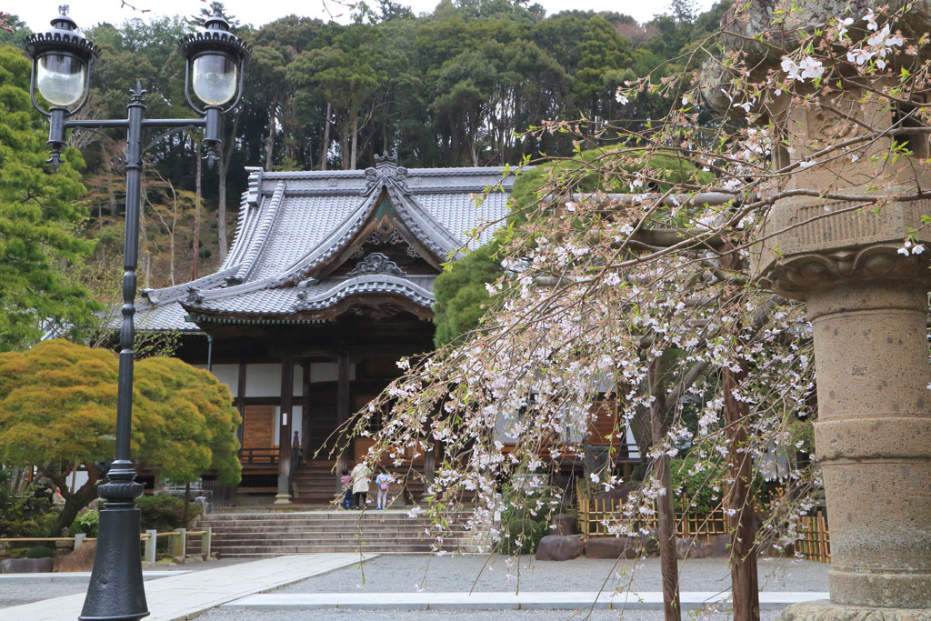 修善寺「修禅寺」本堂前の桜光景