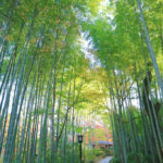 「修善寺」竹林の小径