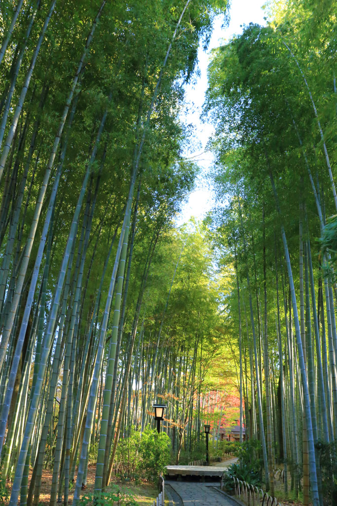 修善寺「竹林の小径」紅葉の小径