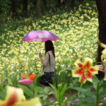 四季の風景「所沢ゆり園」百合に囲まれた女性
