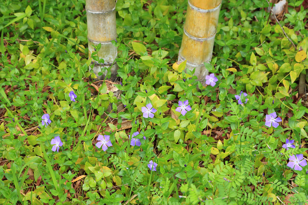 修善寺「竹林の小径」小径のツルキキョウ