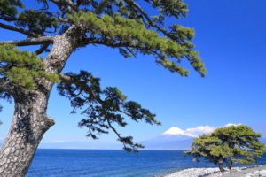 伊豆富士山絶景「沼津市戸田」御浜岬公園の松と富士の景観