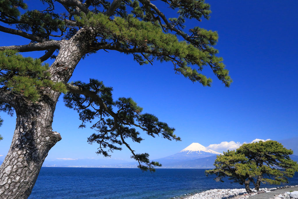 沼津市「戸田港」御浜埼からの富士山