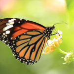 四季の風景「蝶と花」スジグロカバマダラ
