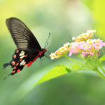 四季の風景「蝶と花」ベニモンアゲハ