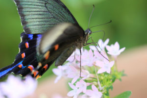 多摩動物公園「昆虫生態園の蝶」ナガサキアゲハ