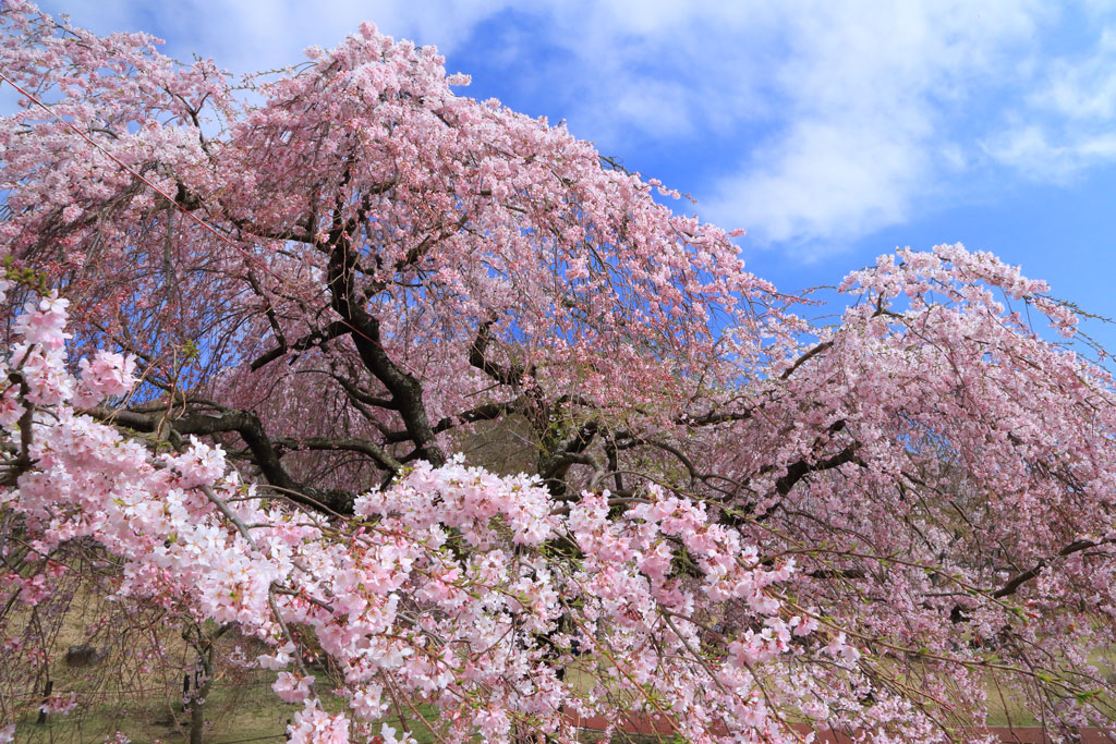 伊東市大室山「桜の里」枝垂れ桜の大木