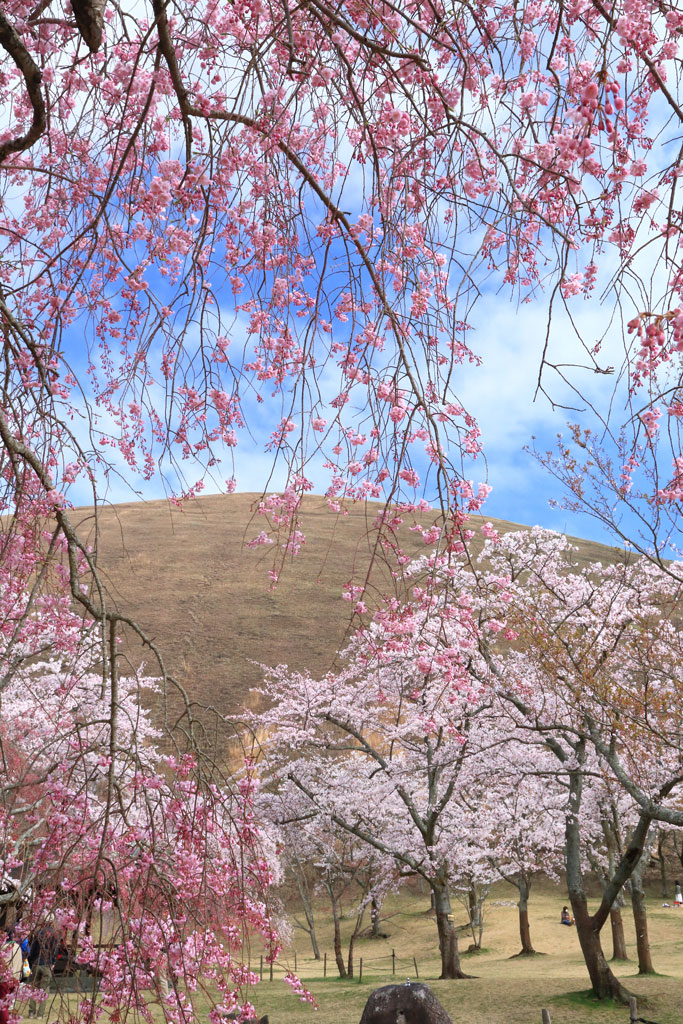 伊東市「大室山」山麓のさくらの里