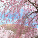 伊東市「大室山」枝垂れ桜咲くさくらの里