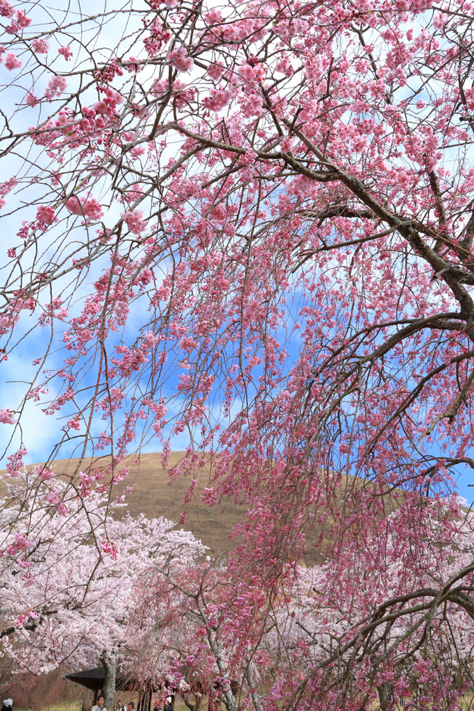 伊東市大室山「桜の里」広遠な桜風景