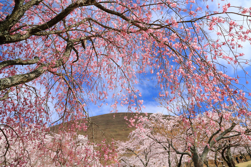 伊東市大室山「桜の里」大室山背景の桜風景