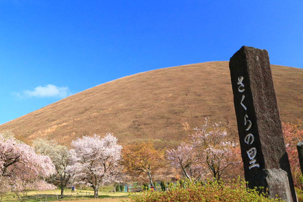 伊東市大室山「桜の里」大室山を望む