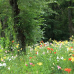 四季の風景「所沢ゆり園」樹林に広がるゆりの花風景