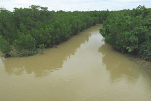 宮古島「島尻マングローブ林」マングローブ林の一風景