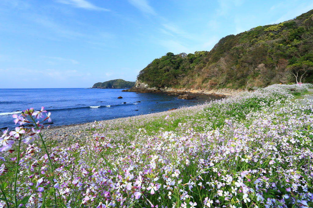 南伊豆町「逢瀬浜」海岸南側の浜ダイコン群生風景