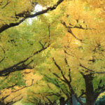 四季の風景　神宮外苑の銀杏並木