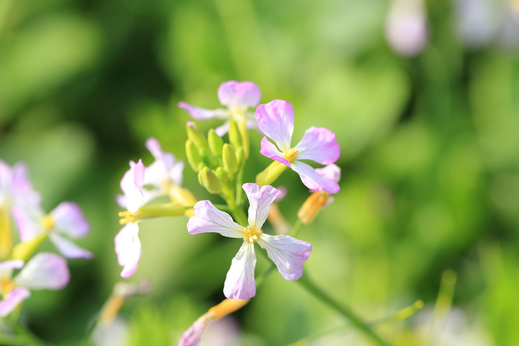 南伊豆町「逢瀬浜」浜ダイコンの花