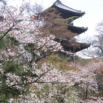 四季の風景「三渓園」桜風景の三重塔