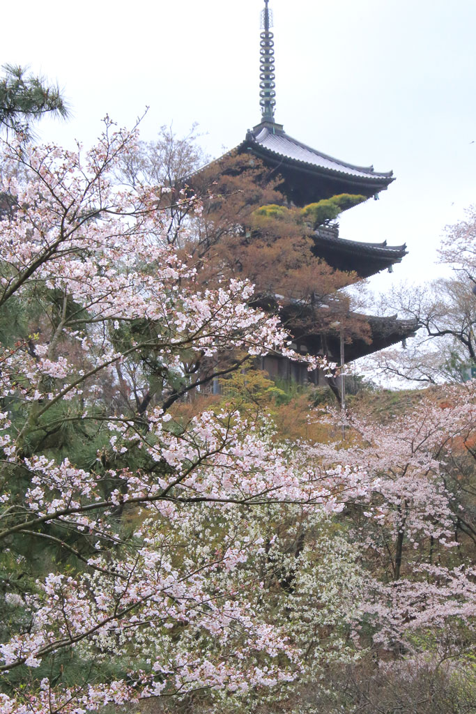 神奈川花風景「三渓園の桜」三重塔と桜風景