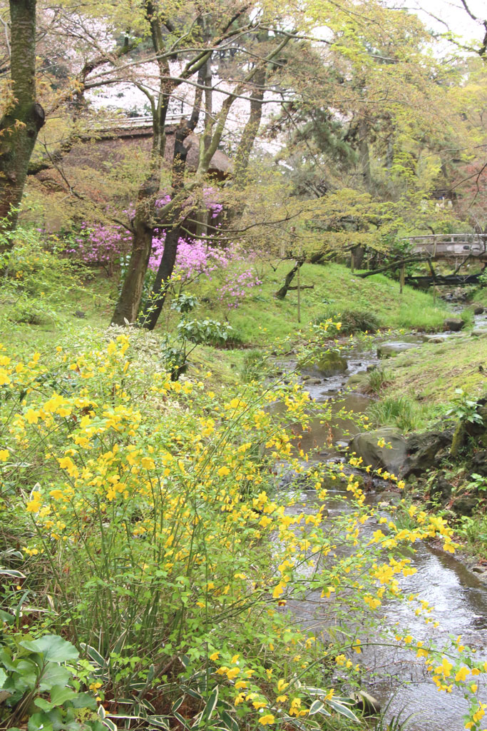 神奈川花風景「三渓園の桜」横笛庵近くの花風景