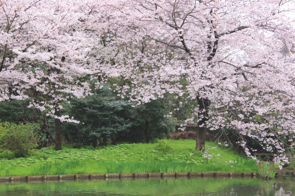 神奈川花風景「三渓園の桜」大池に映える桜