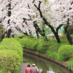 四季の風景「神奈川県宿川原」桜堤を眺める老夫婦