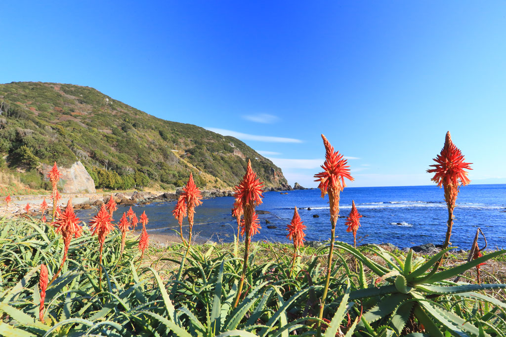 下田市白浜「アロエの里」海岸遊歩道のアロエ群