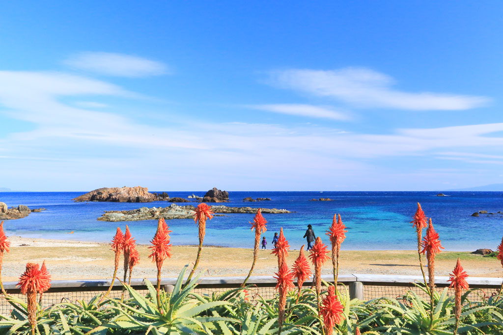 下田市「爪木崎」爪木崎海岸のアロエ
