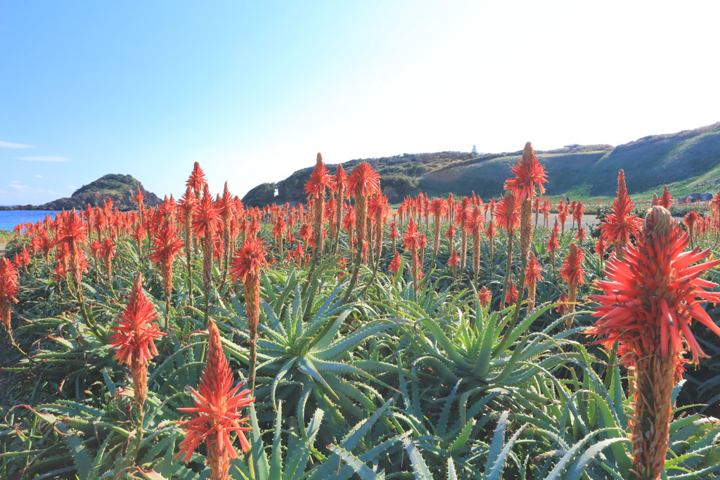 下田市「爪木崎」海岸を埋めるアロエの群生