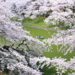 四季の風景「千鳥ヶ淵」桜覆う中で憩うボート