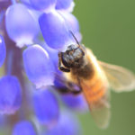 クローズアップ写真「ボケ効果美しい花光景」花蜂