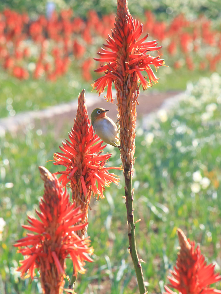 下田市「爪木崎」アロエとメジロ