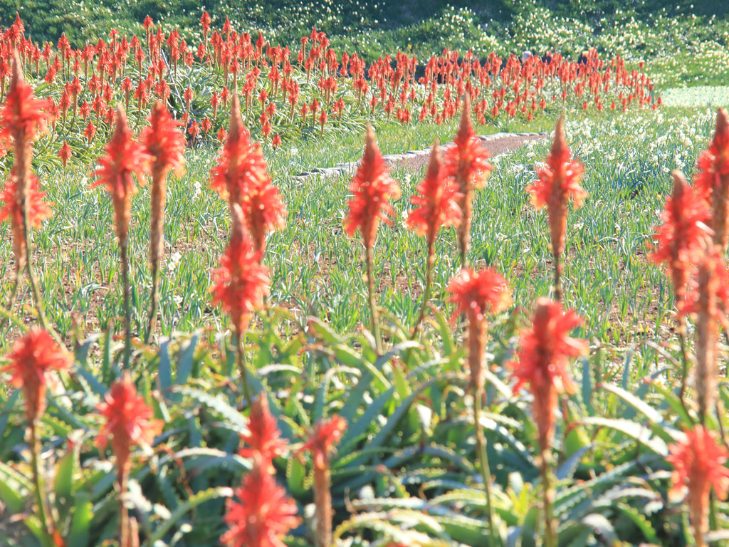 下田市「爪木崎」アロエの群生光景