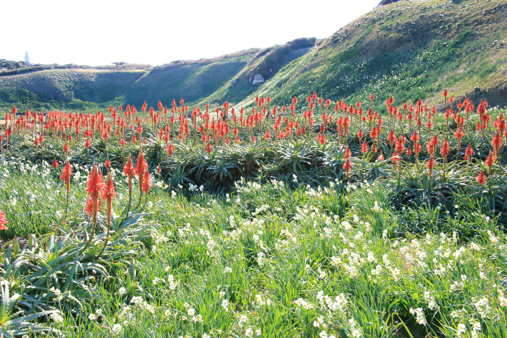 下田市「爪木崎」水仙とアロイの花風景