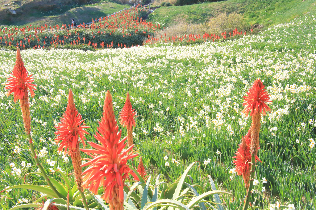 下田市「爪木崎」水仙の花風景