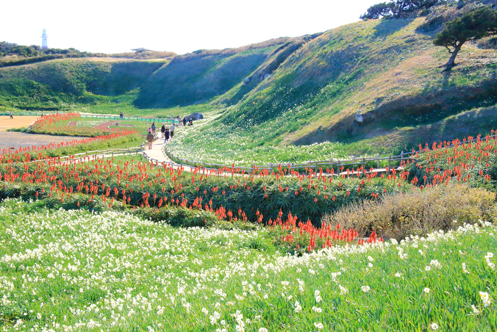 下田市「爪木崎」水仙群生地