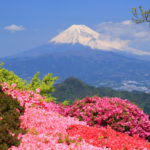 中伊豆「葛城山」ツツジ越しの富士