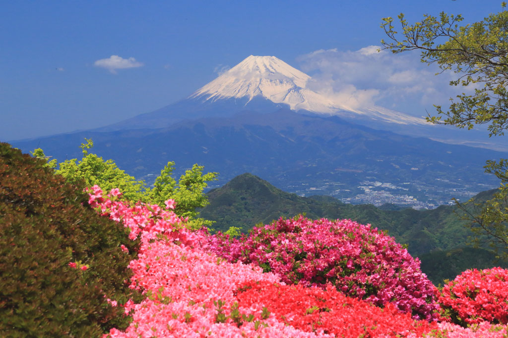伊豆の国市「葛城山」山頂から富士を望む