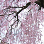 四季の風景「よみうりランド」空に伸びる枝垂れ桜の大樹