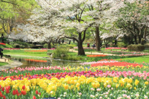 昭和記念公園「チューリップ園」樹林に咲き誇るチューリップ
