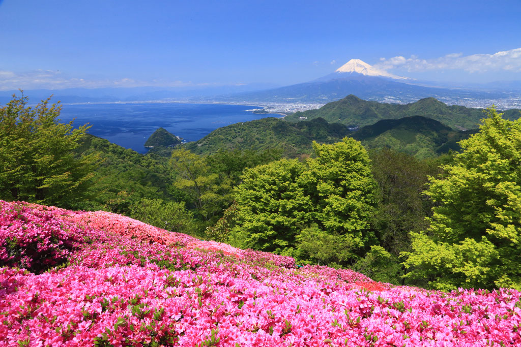 伊豆の国市「葛城山」ツツジ群から駿河湾と富士を望む