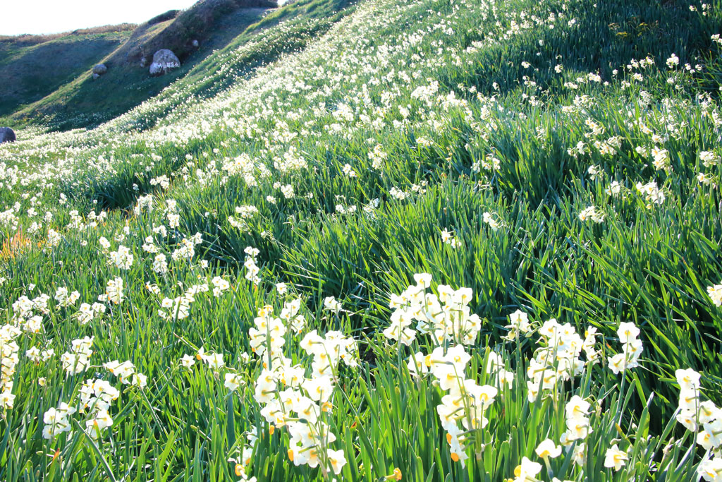 下田市「爪木崎」見頃を迎えた水仙群落地