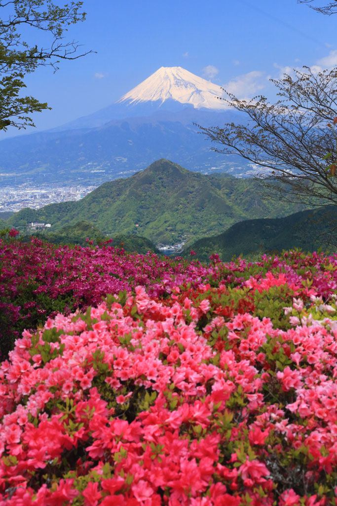 伊豆の国市「葛城山」山頂付近から富士を望む