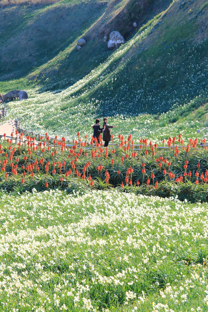 下田市「爪木崎」水仙群生地の散策路