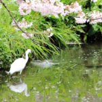 四季の風景「神奈川県宿川原」水面に映える白鷺と桜